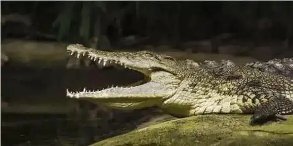 32种看涨k线组合_鳄鱼法则股市生存法则_鳄鱼法则止损交易法则