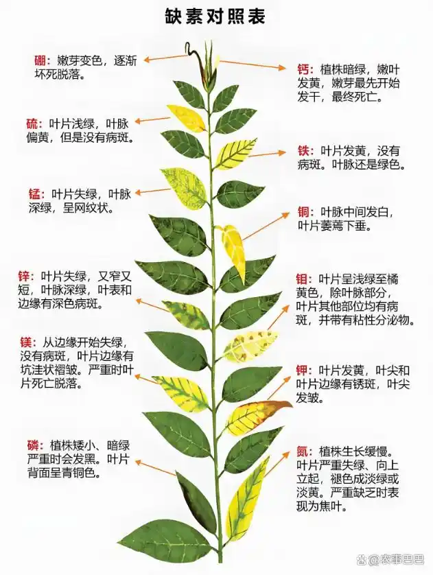 植物氮代谢_氮肥作用机制_铵态氮硝态氮区别