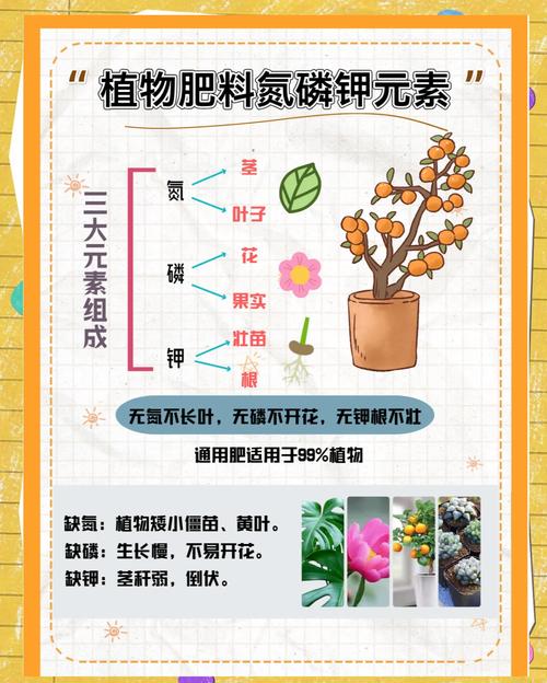 铵态氮硝态氮区别_氮肥作用机制_植物氮代谢