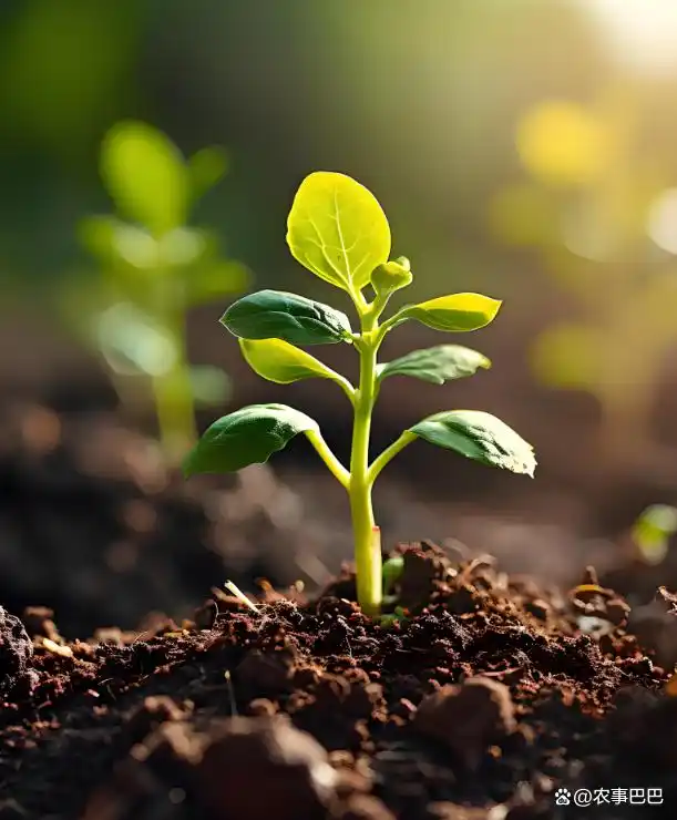 氮肥作用机制_铵态氮硝态氮区别_植物氮代谢