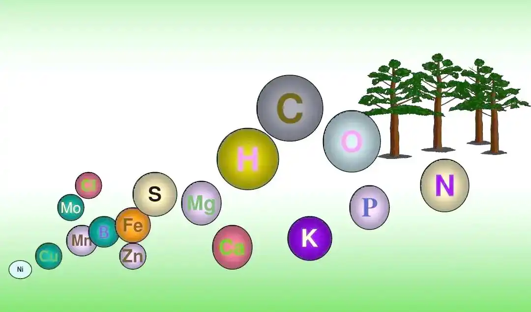 植物生长必需营养元素全解析，氮元素对植物生长影响几何？