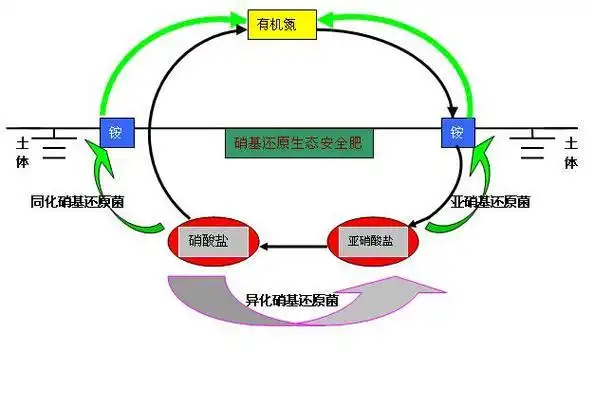 植物氮代谢_氮肥种类及其作用_植物氮素营养重要性
