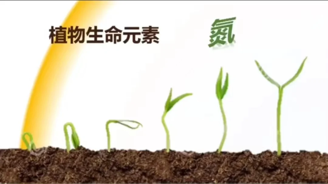 植物生长离不开氮，氮对植物的四大关键作用你知道吗？