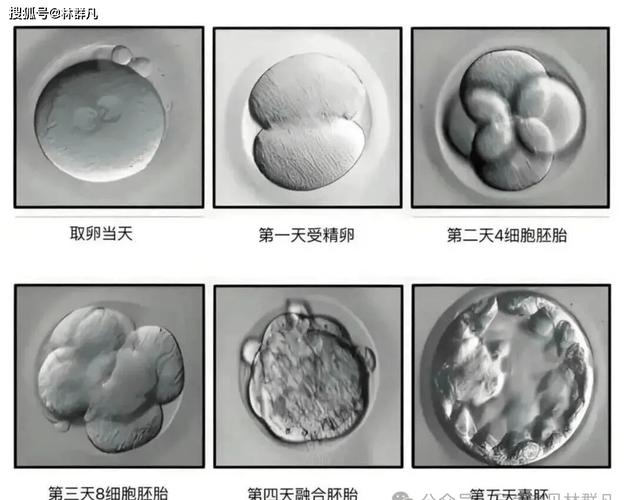 为什么试管第二次成功率高_试管婴儿第二次成功率_重组二次反馈成功率