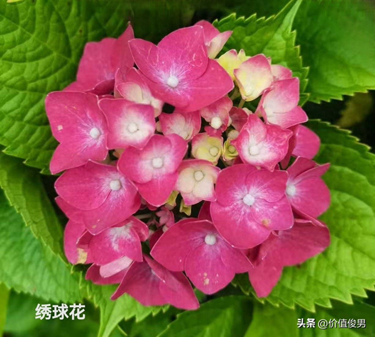 银行赎回优先股趋势_银行股2025年一季度报半年报分析_优先股 兴业银行