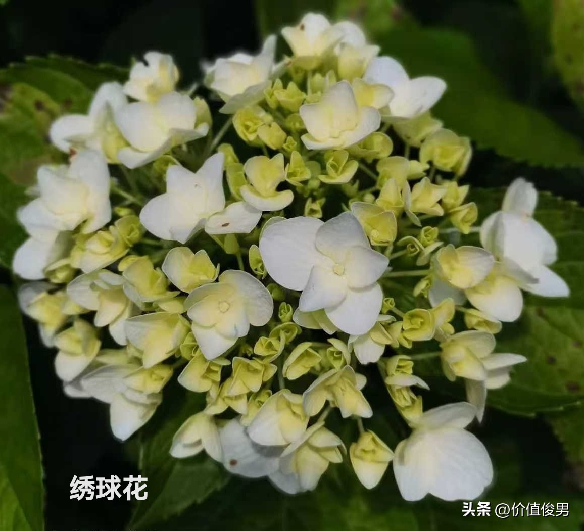 银行赎回优先股趋势_银行股2025年一季度报半年报分析_优先股 兴业银行