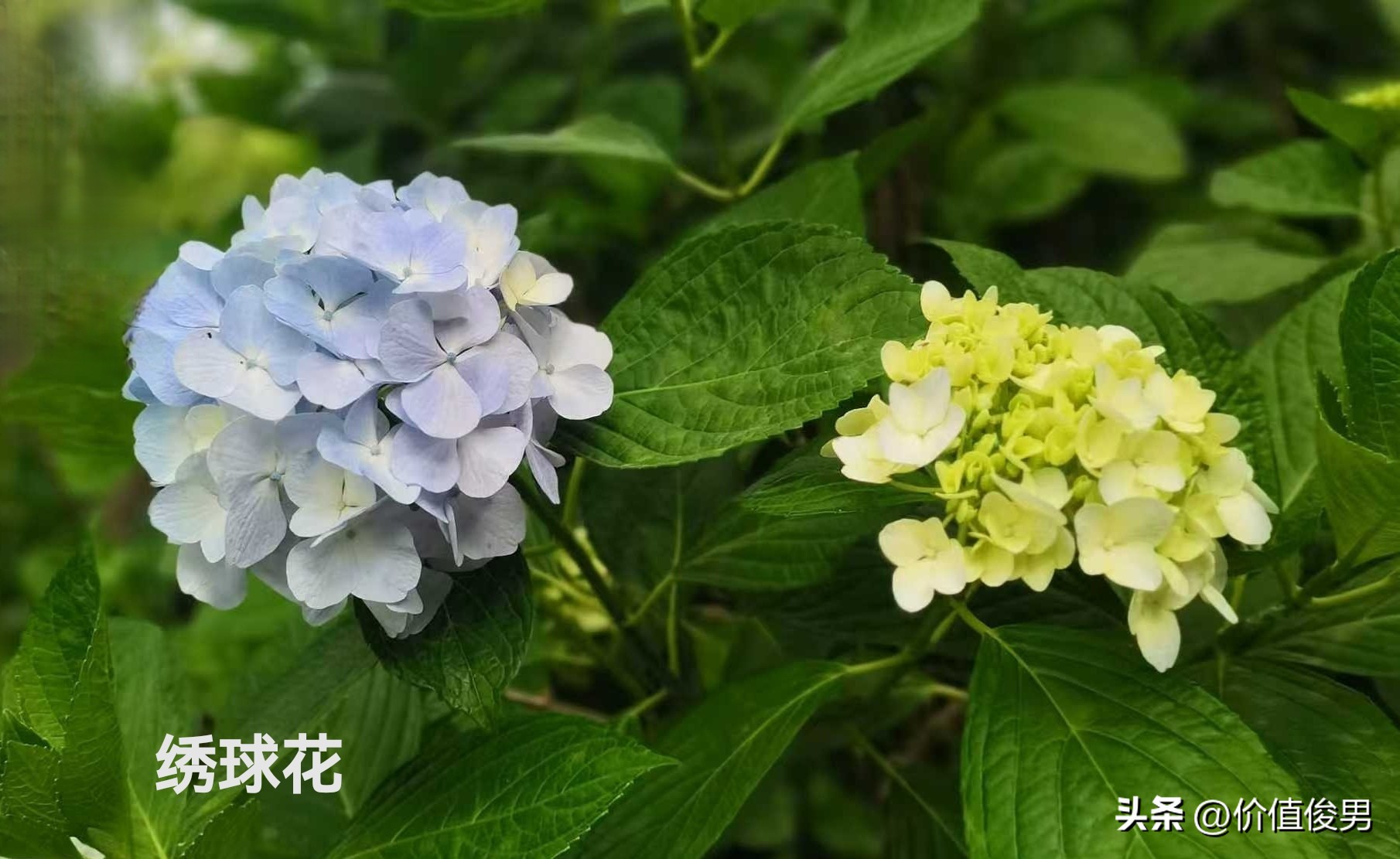 银行赎回优先股趋势_银行股2025年一季度报半年报分析_优先股 兴业银行